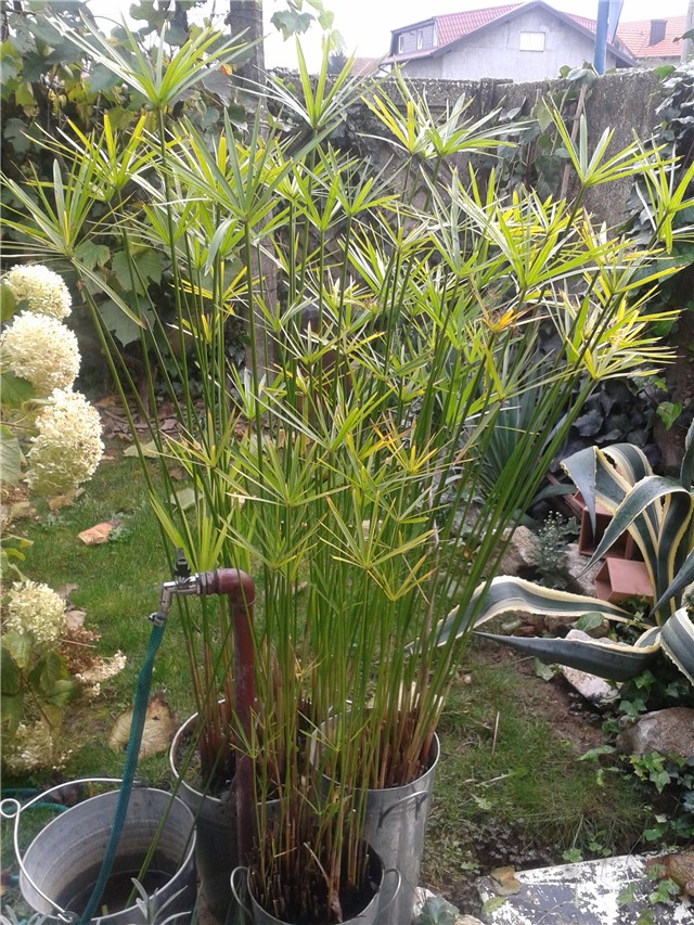 Ciperus